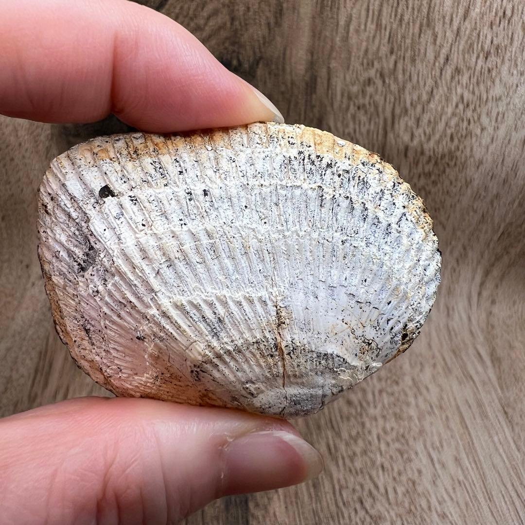 ビビアナイト 貝 鉱物 標本 原石