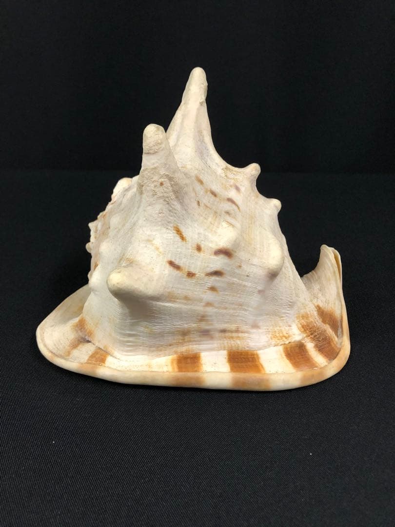 トウカムリガイ＊貝殻＊置物＊インテリア