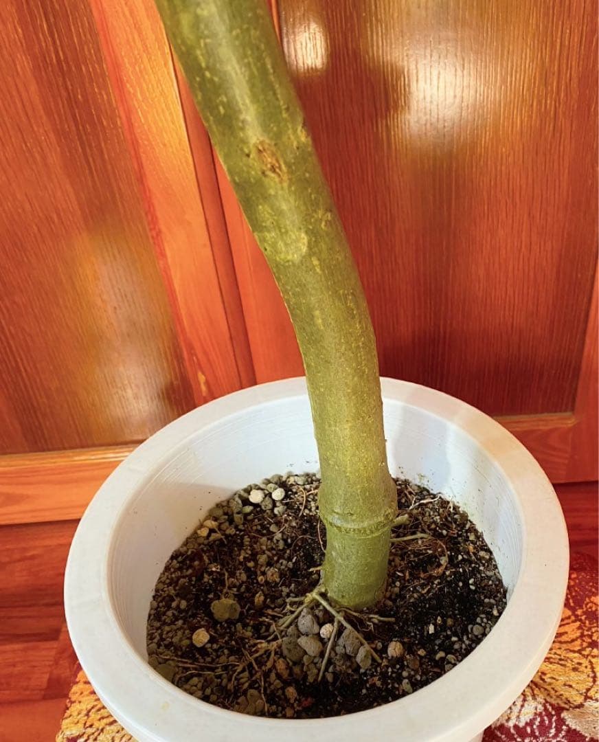 フィカスウンベラータ 8号鉢 高さ155cm