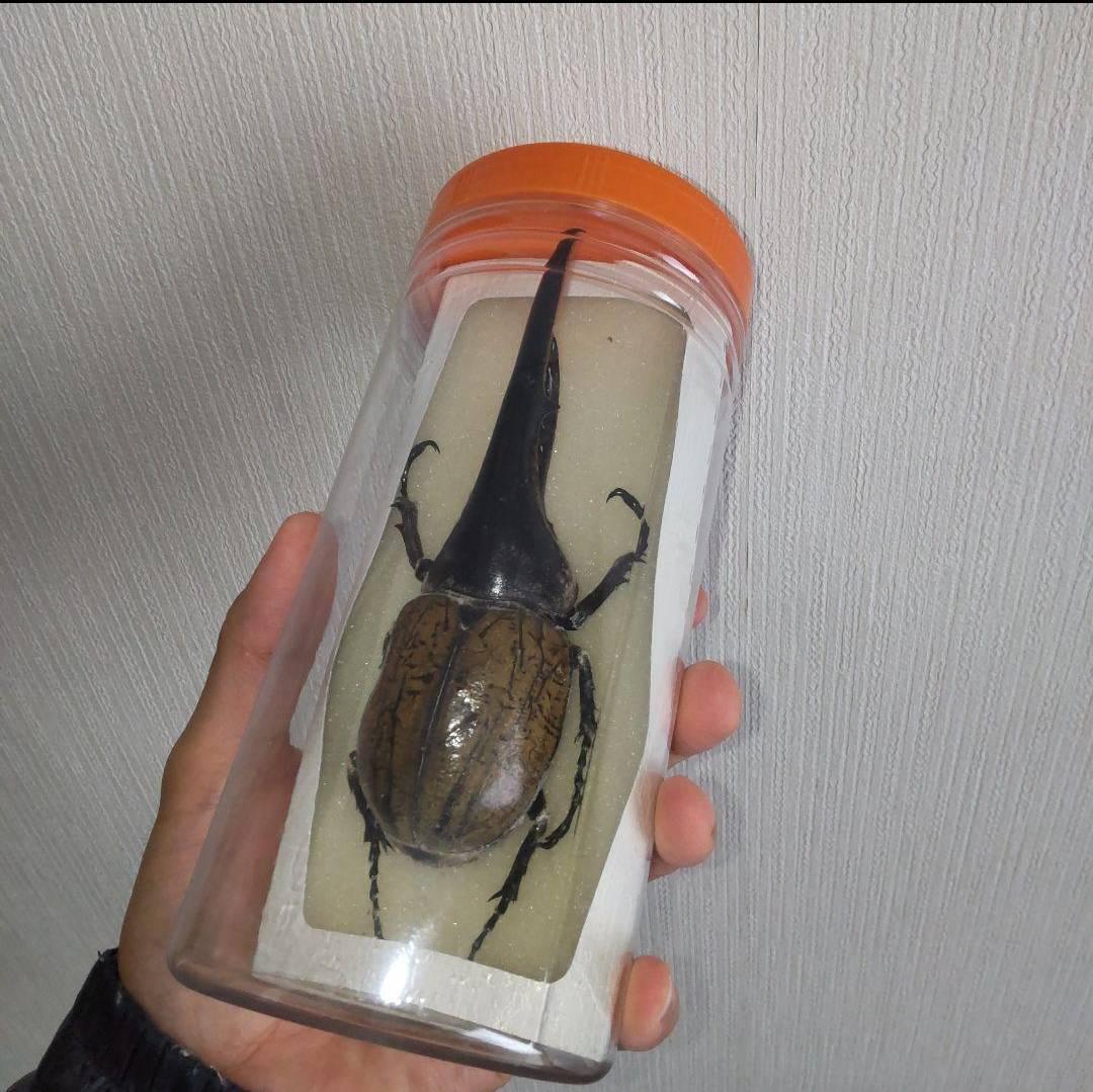 カーニバル　約40匹カブトクワガタ本物標本まとめ売り