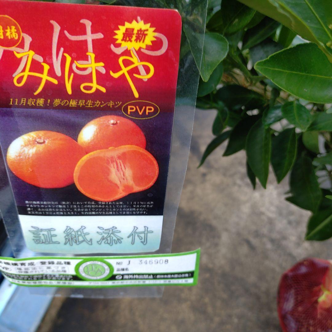 kazuページA.混合梱包品小原紅早生３年生１本＋「みはや１本」２本