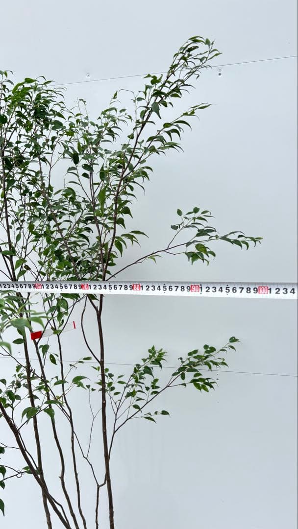 美しい樹形が魅力的 山採り ハイノキ 株立 645 樹高1.6m位 高級樹