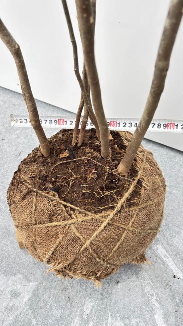 美しい樹形が魅力的 山採り ハイノキ 株立 645 樹高1.6m位 高級樹