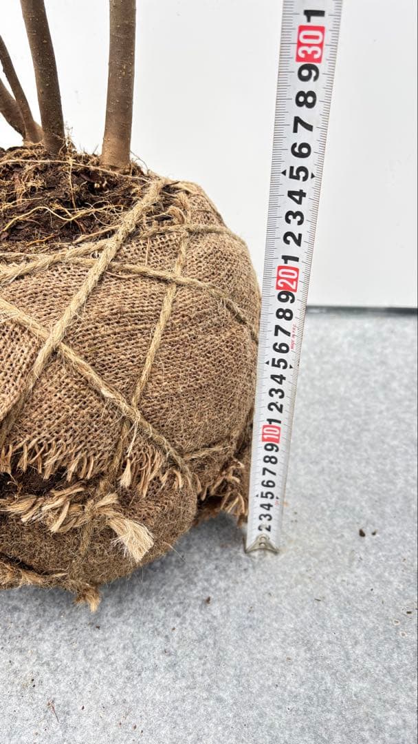 美しい樹形が魅力的 山採り ハイノキ 株立 645 樹高1.6m位 高級樹