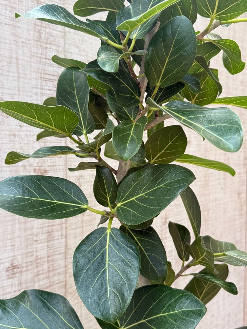 ☆ フィカス ベンガレンシス♪150cm リビングサイズ 曲がりフォルム♪