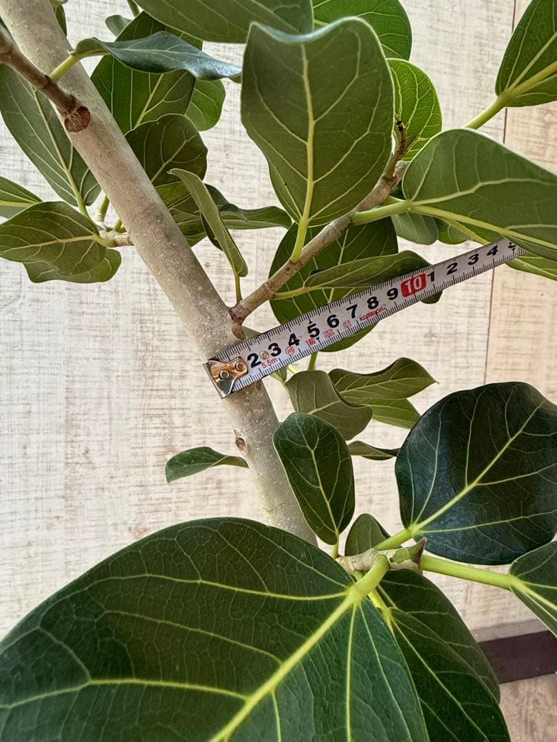 ☆ フィカス ベンガレンシス♪150cm リビングサイズ 曲がりフォルム♪