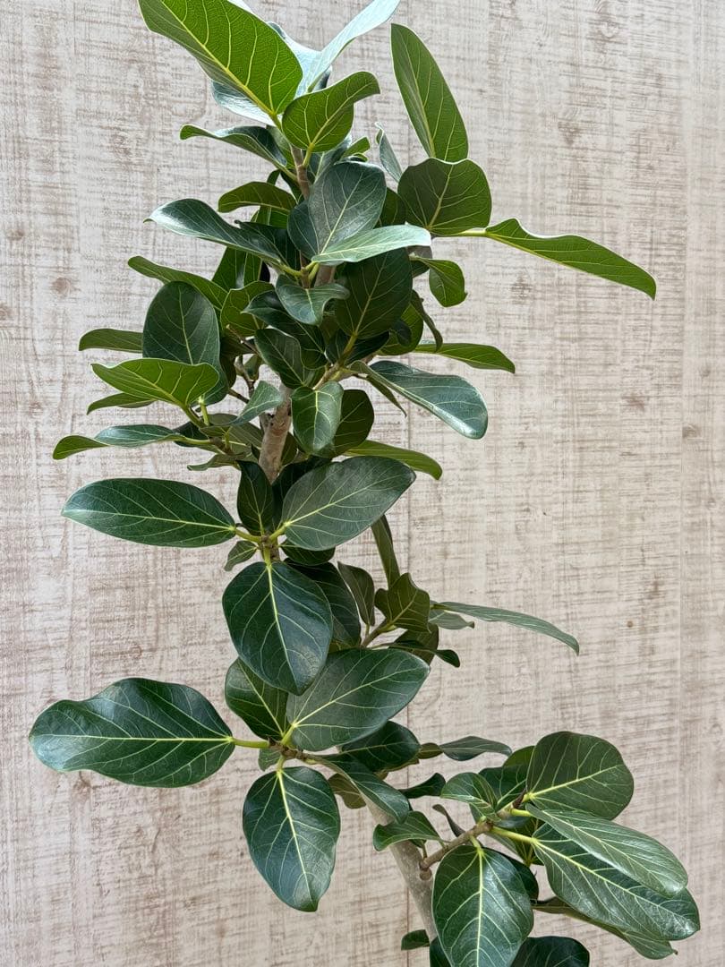 ☆ フィカス ベンガレンシス♪150cm リビングサイズ 曲がりフォルム♪