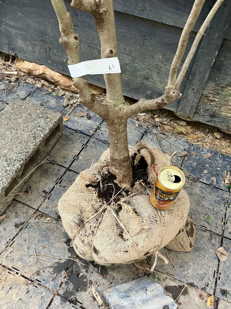 61 山採り　ドウダンツツジ