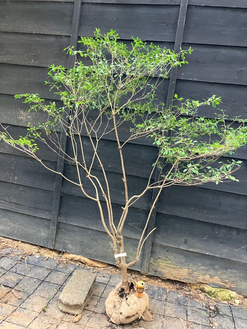 61 山採り　ドウダンツツジ