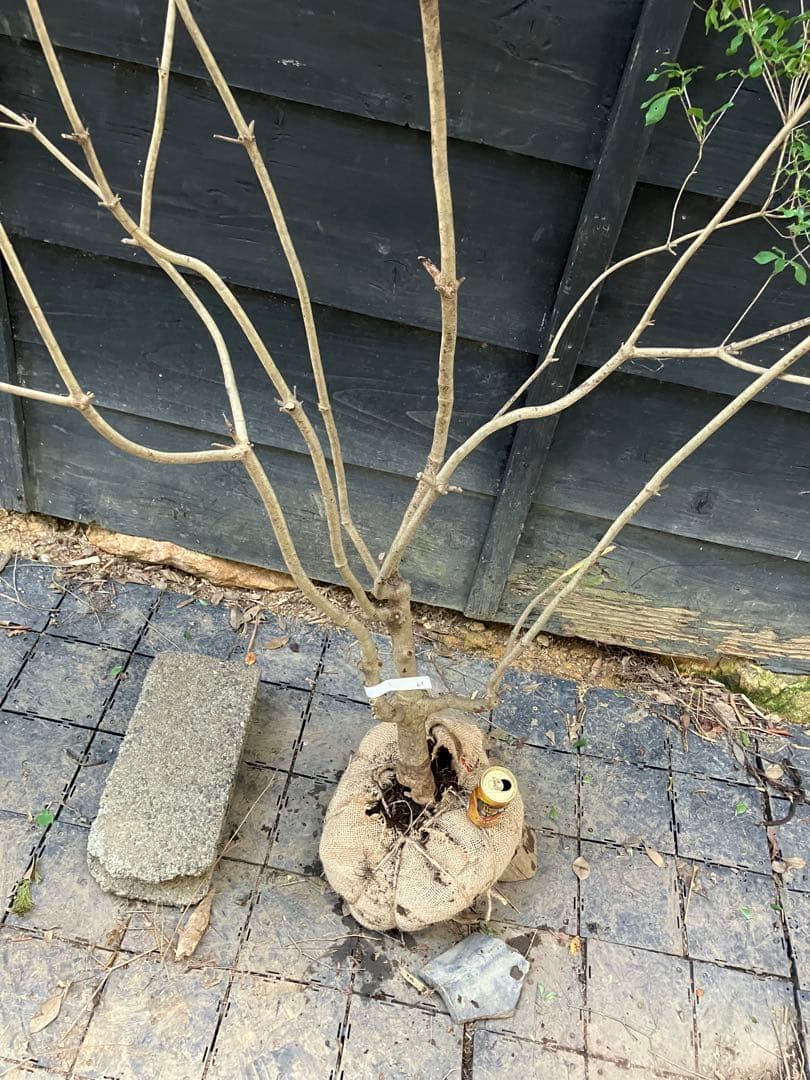 61 山採り　ドウダンツツジ