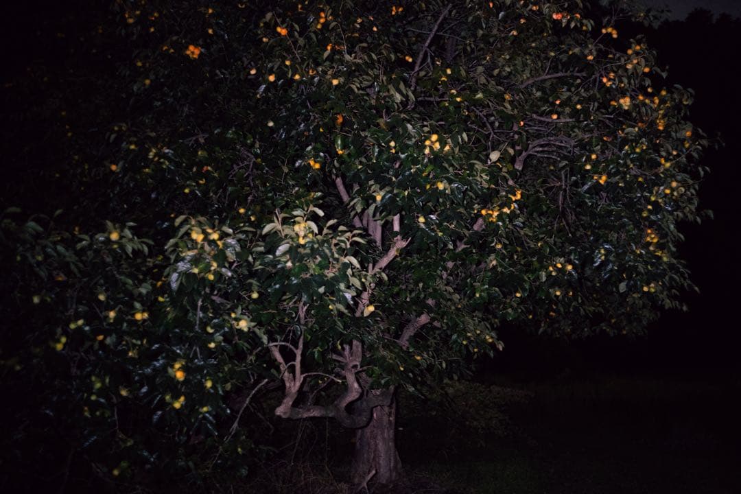 レンズ(単焦点) Leica Summicron R 50mm f2