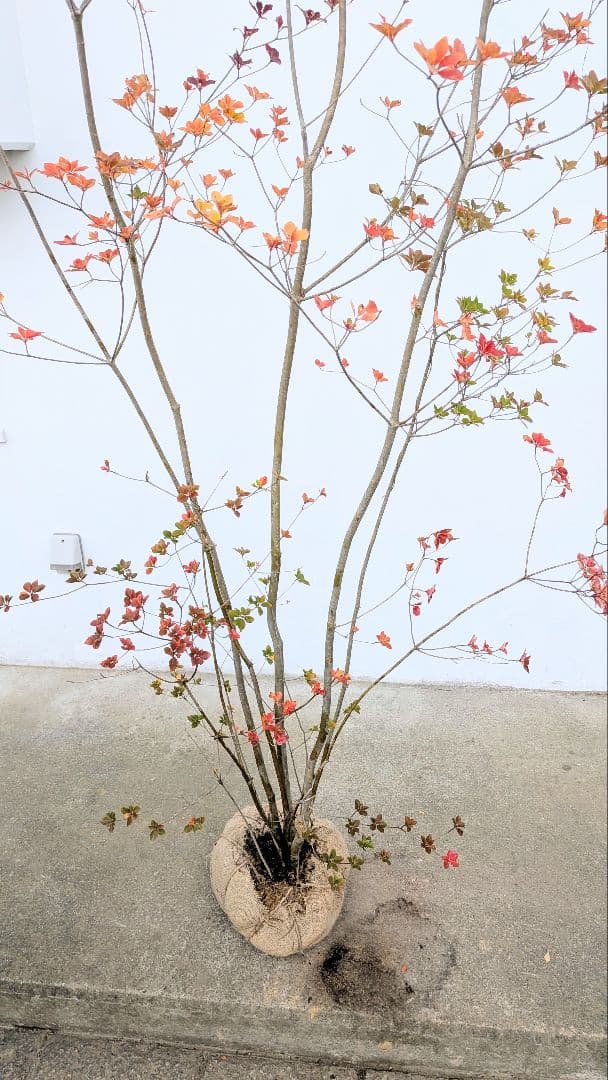 珠玉。。山採りドウダンツツジ。