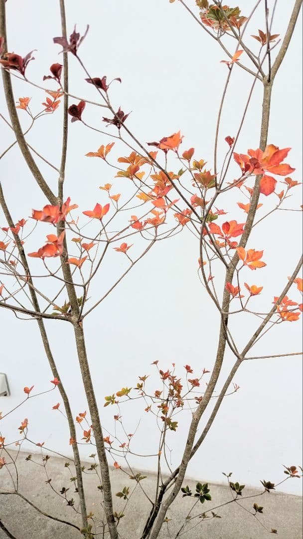 珠玉。。山採りドウダンツツジ。