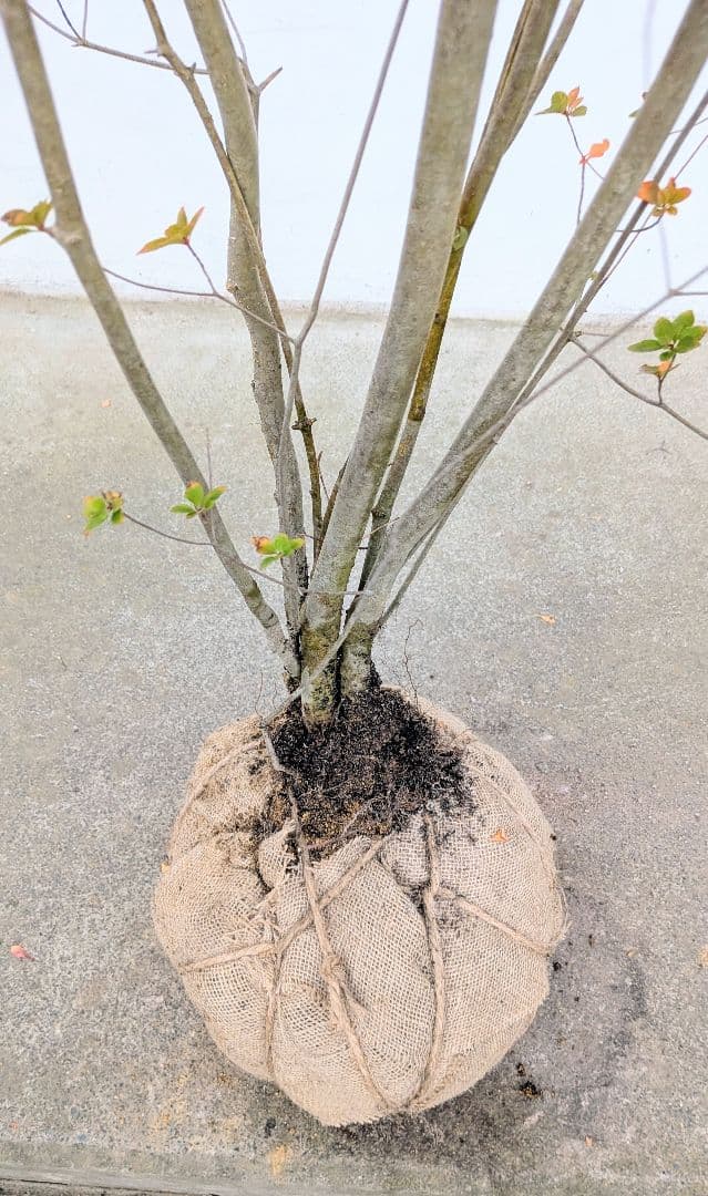 珠玉。。山採りドウダンツツジ。