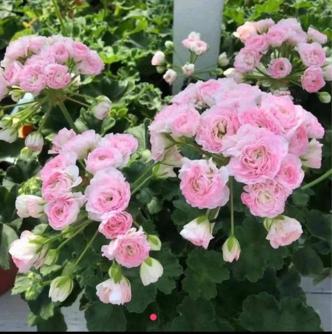 珍しいバラ咲きゼラニウム苗