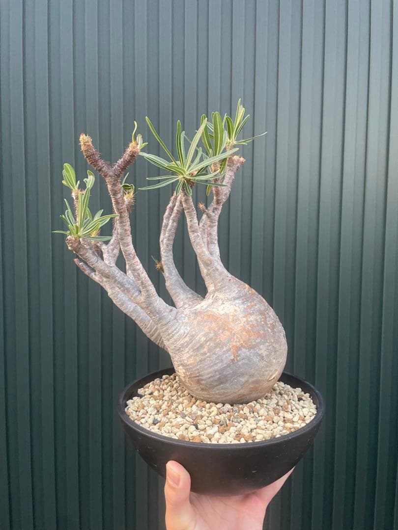 パキポディウムグラキリス　現地球