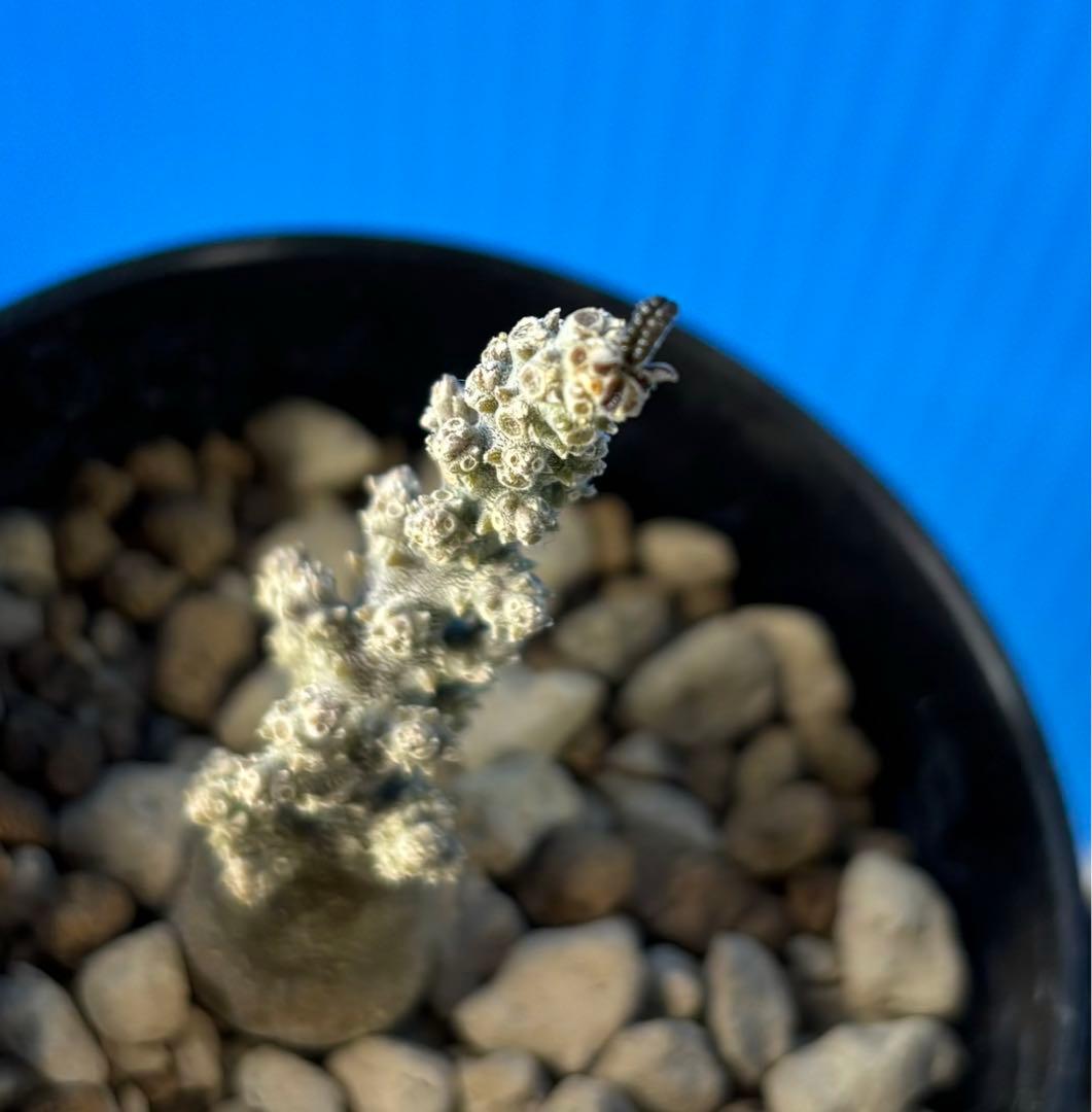 ドルステニア　ギガス　ブラータ　実生