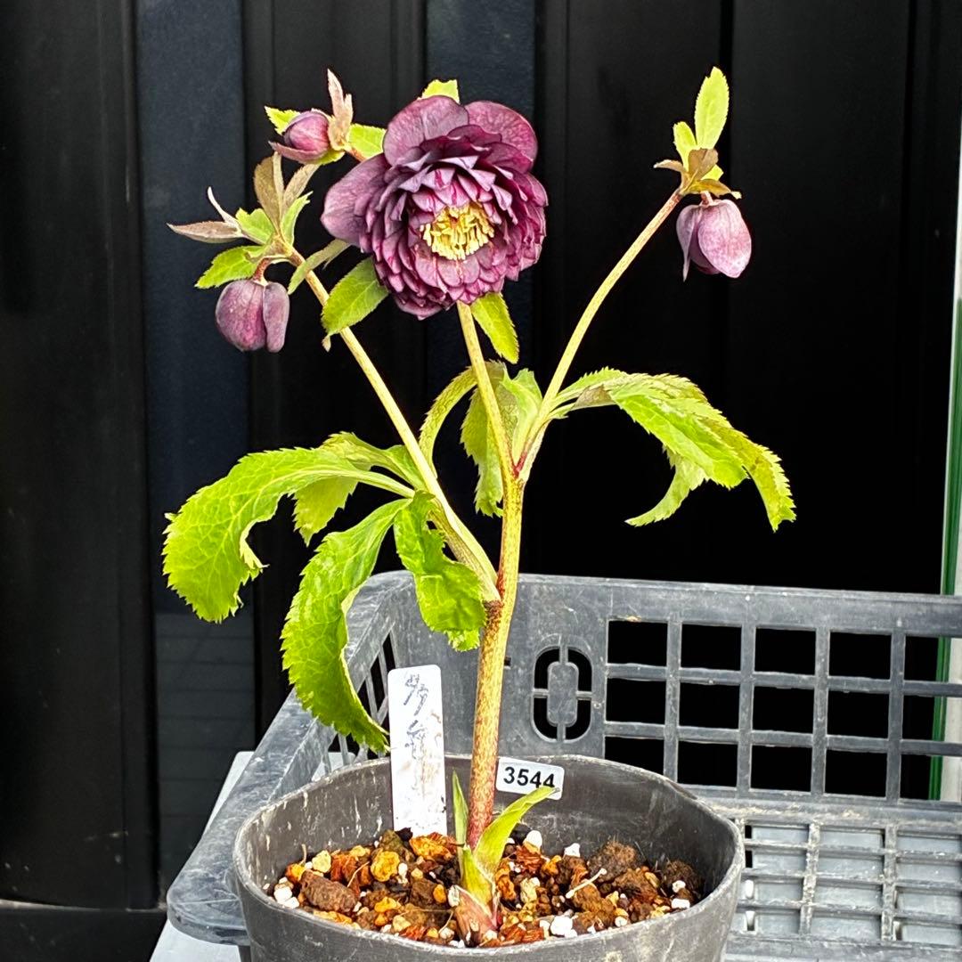 u*0様 3544☘️蕾花タグ付き☘️ダーク系⭐️小輪⭐️超多弁(入荷時多弁タグ