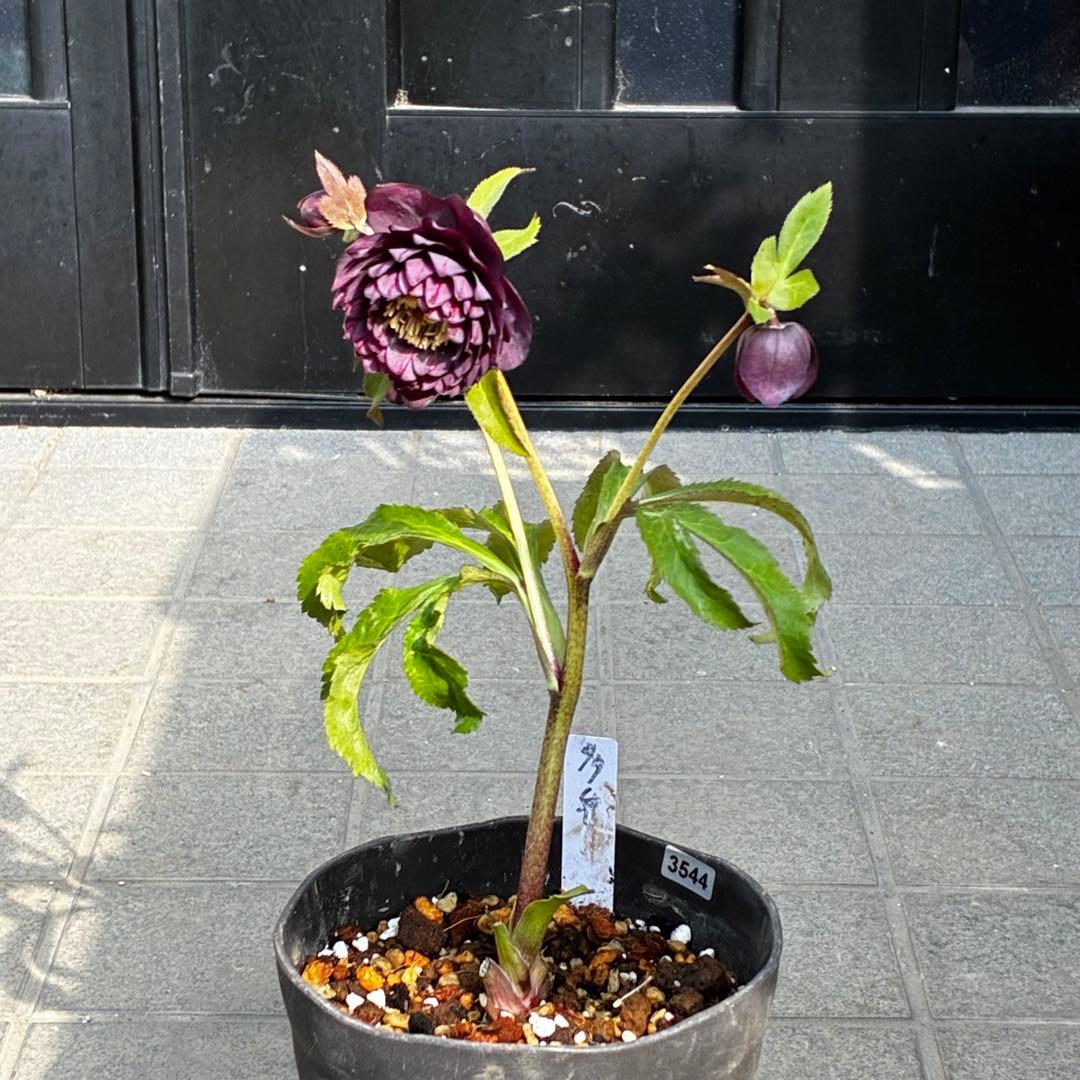 u*0様 3544☘️蕾花タグ付き☘️ダーク系⭐️小輪⭐️超多弁(入荷時多弁タグ