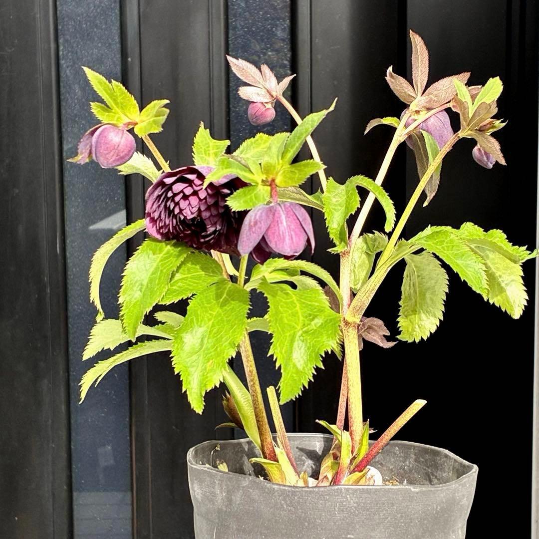 u*0様 3544☘️蕾花タグ付き☘️ダーク系⭐️小輪⭐️超多弁(入荷時多弁タグ