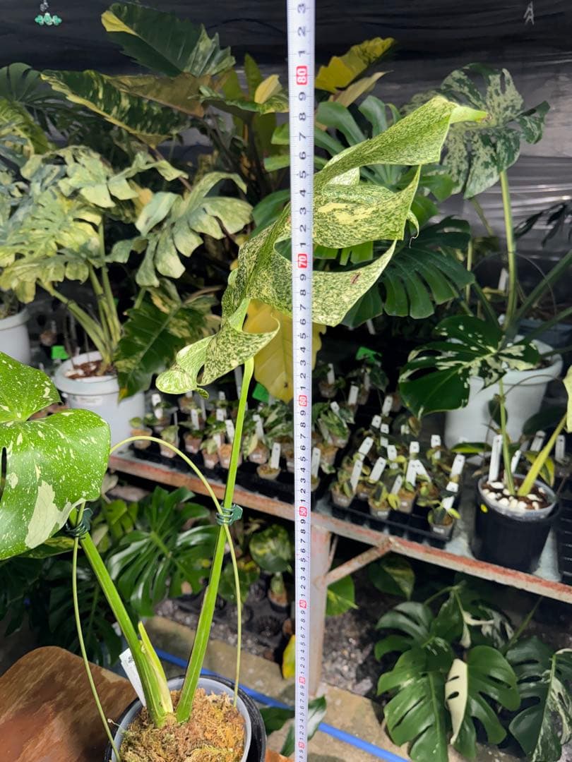 わ*ち様 1モンステラ　タイコンステレーション　スターライト