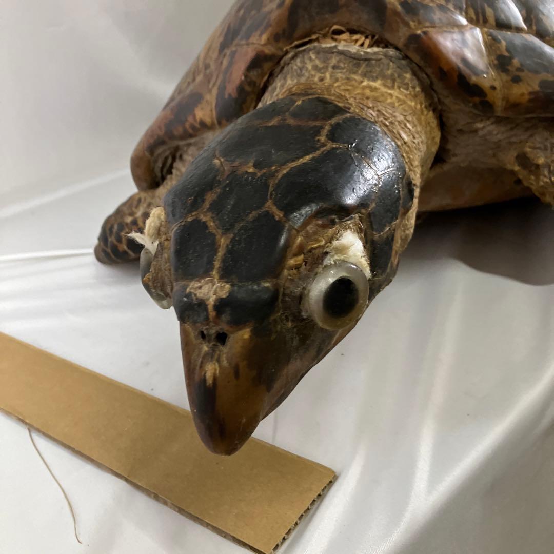 タイマイ亀の剥製　〔国際希少野生動植物種登録票有り〕