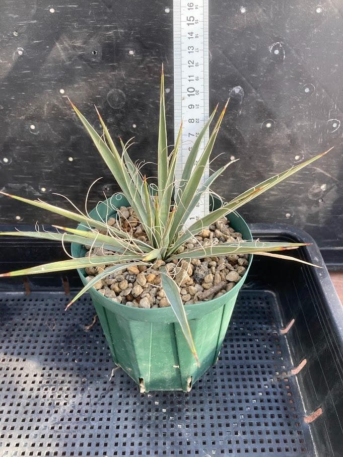 【福沢諭吉様確認用】ユッカ　ベイレイ＋ハリマニアエ