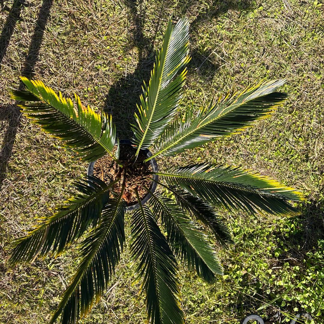 m*i様 深爪 金環 ソテツ 8号鉢