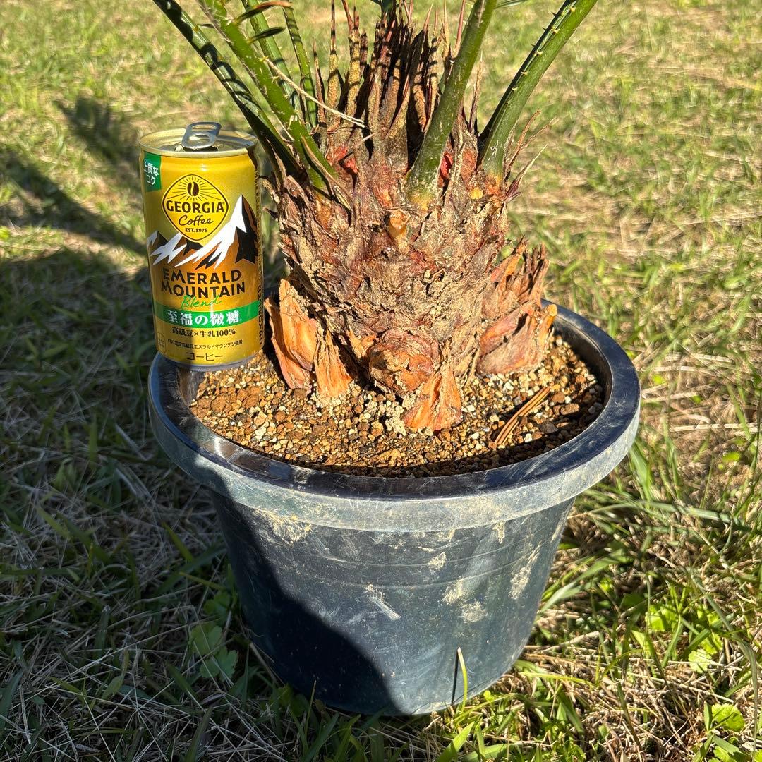 m*i様 深爪 金環 ソテツ 8号鉢