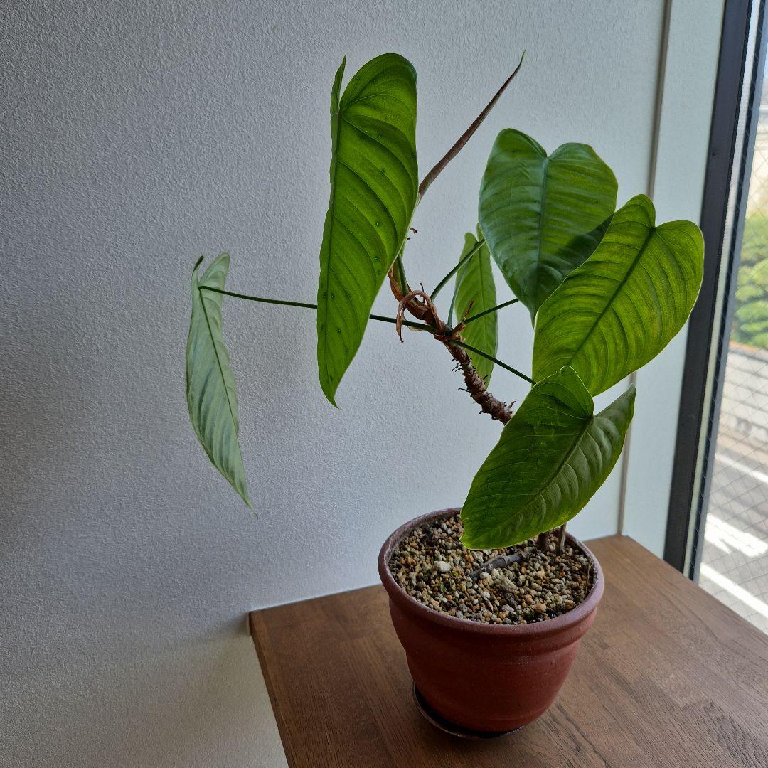 フィロデンドロン テヌー ビカクシダ アンスリウム ベイチー モンステラ