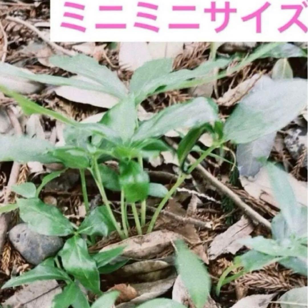 ミニウラシマソウ5.6本　浦島草　苗　 山野草　耐寒性多年草　多年草　天南星