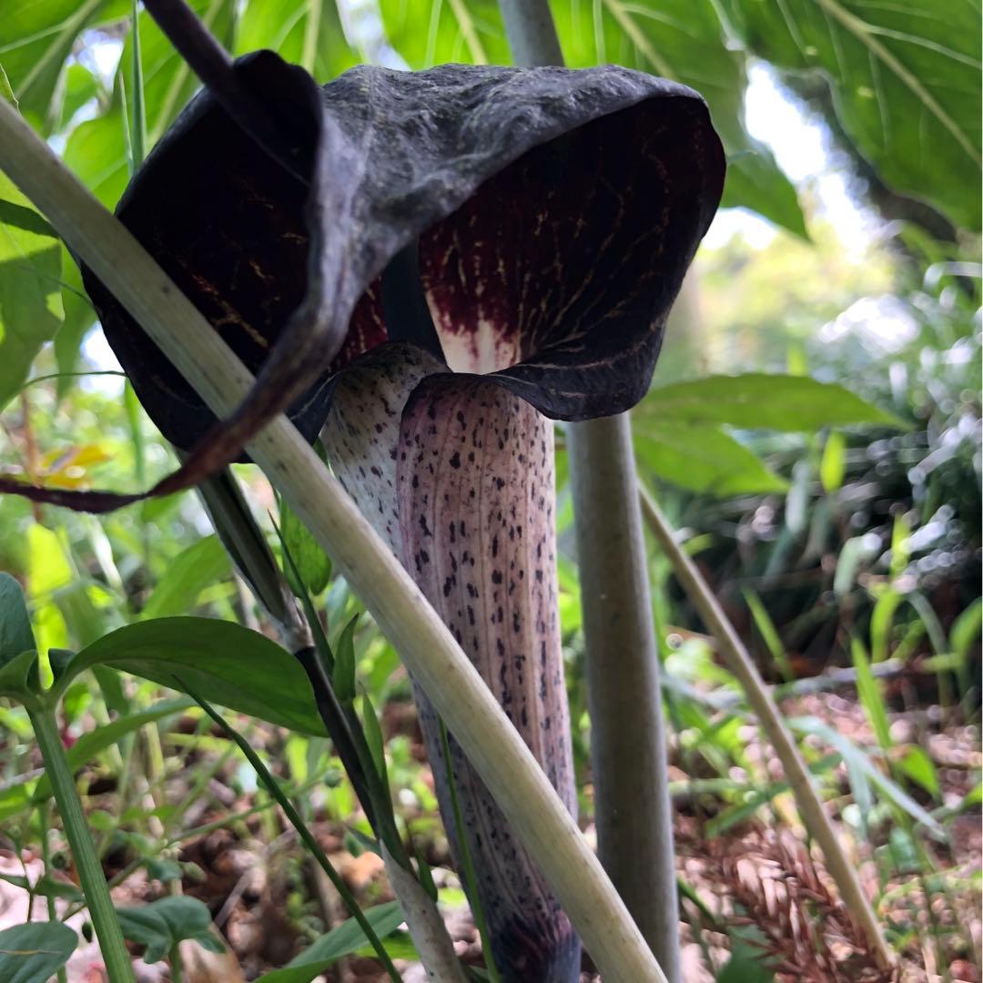 ミニウラシマソウ5.6本　浦島草　苗　 山野草　耐寒性多年草　多年草　天南星