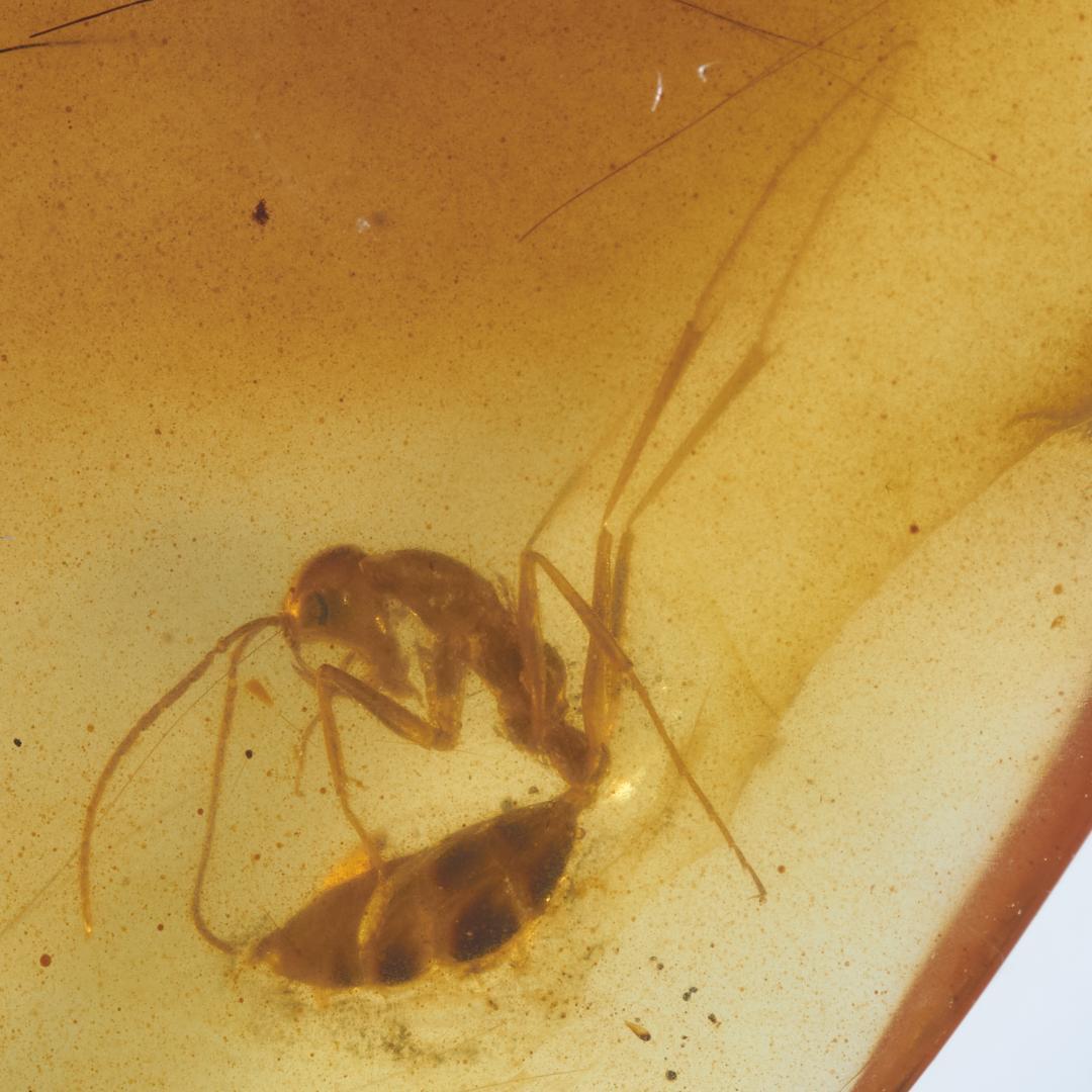 レア極上品 PA0037虫入り琥珀化石　ミャンマーカムティかタナイ9900万年前