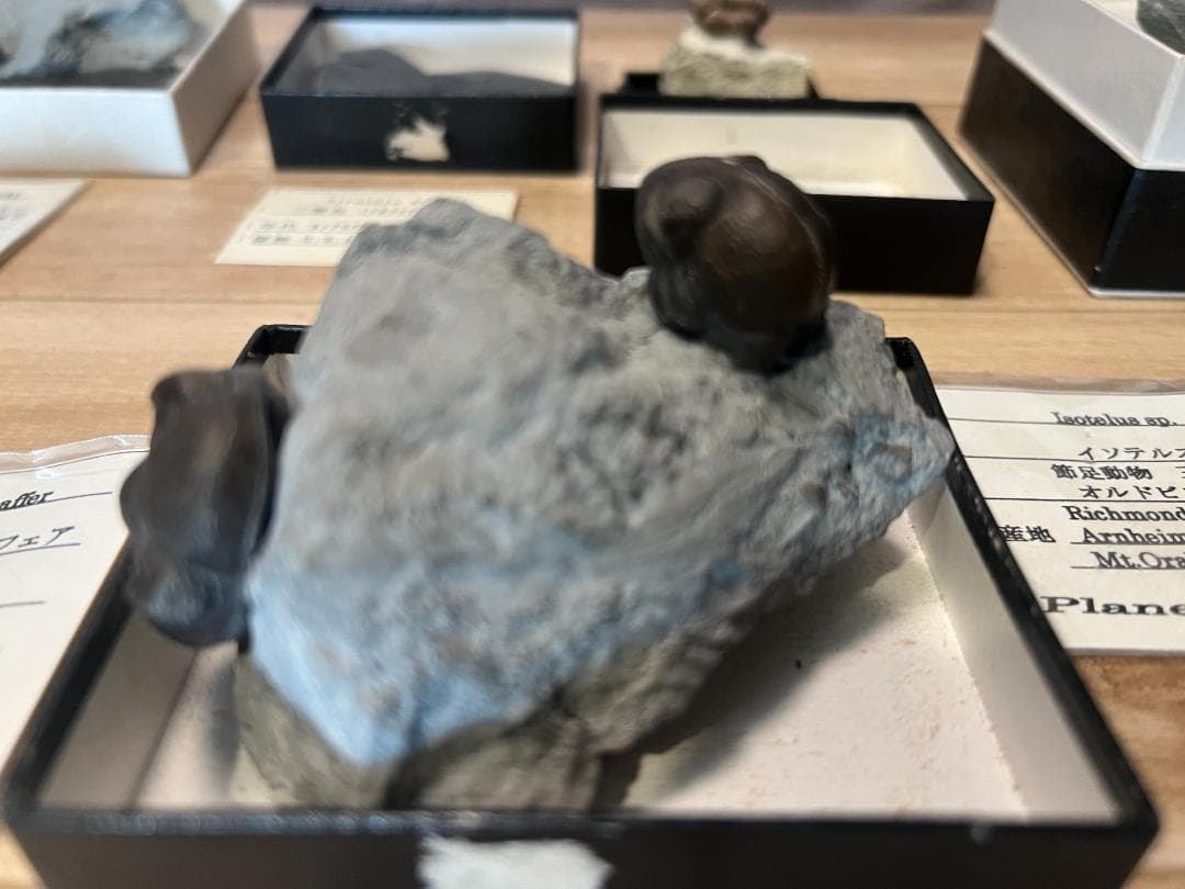 し*め様 化石 9点 / 三葉虫 カンブリア紀～デボン紀 / 産地：北米・南米