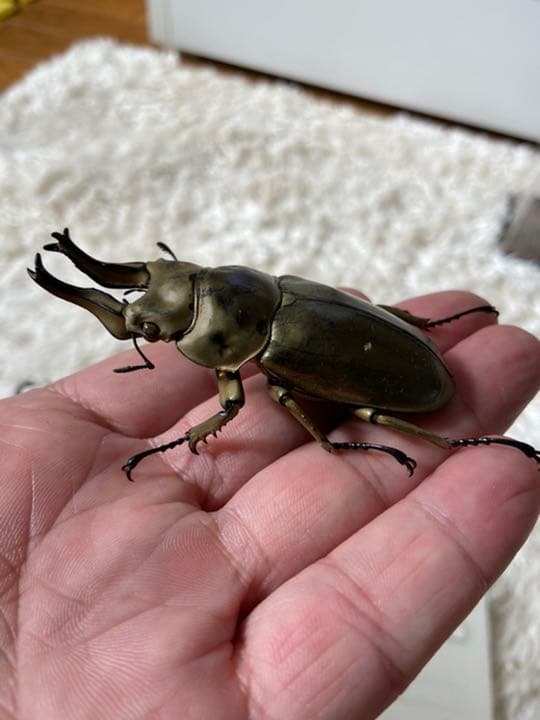 オウゴンオニクワガタ　約75㎜（針穴無し）