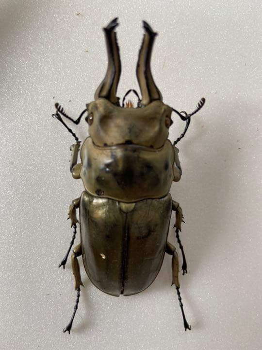 オウゴンオニクワガタ　約75㎜（針穴無し）