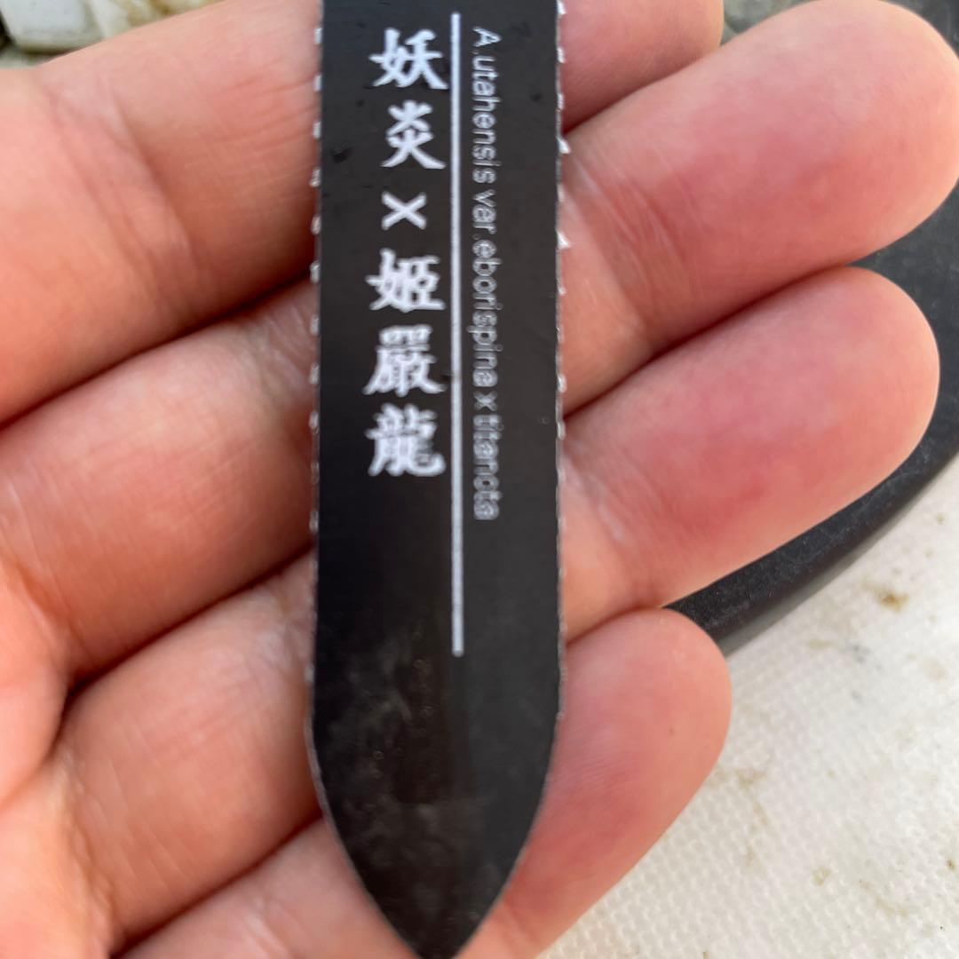 アガベ　ハイブリッド　 妖炎姬嚴龍　エボリスピナ×チタノタ　特選親株の直子