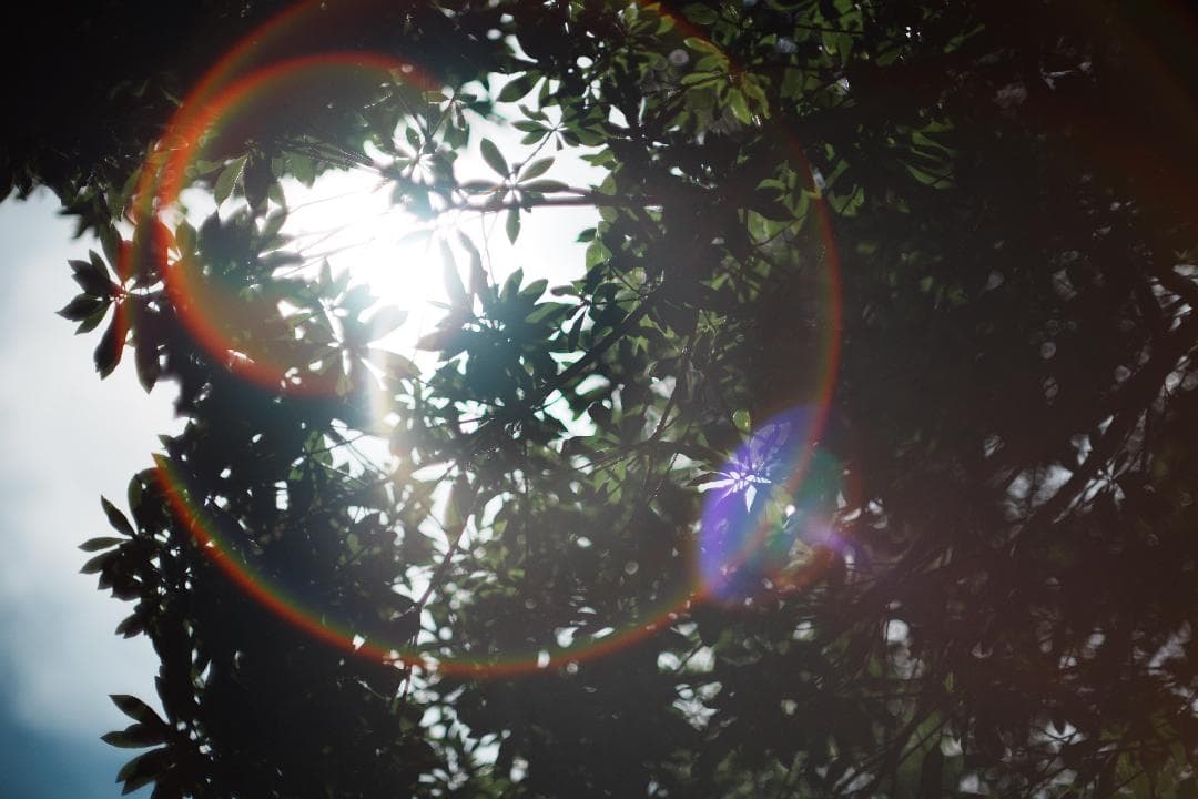 Canon FD55mm F1.2｜自然体を美しく残せる極上レンズ 294