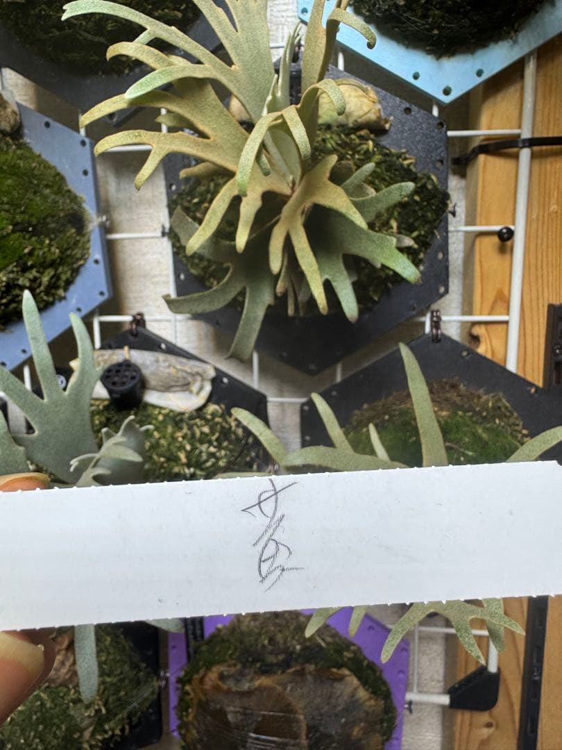 grace willinckii nook dwarf ビカクシダ