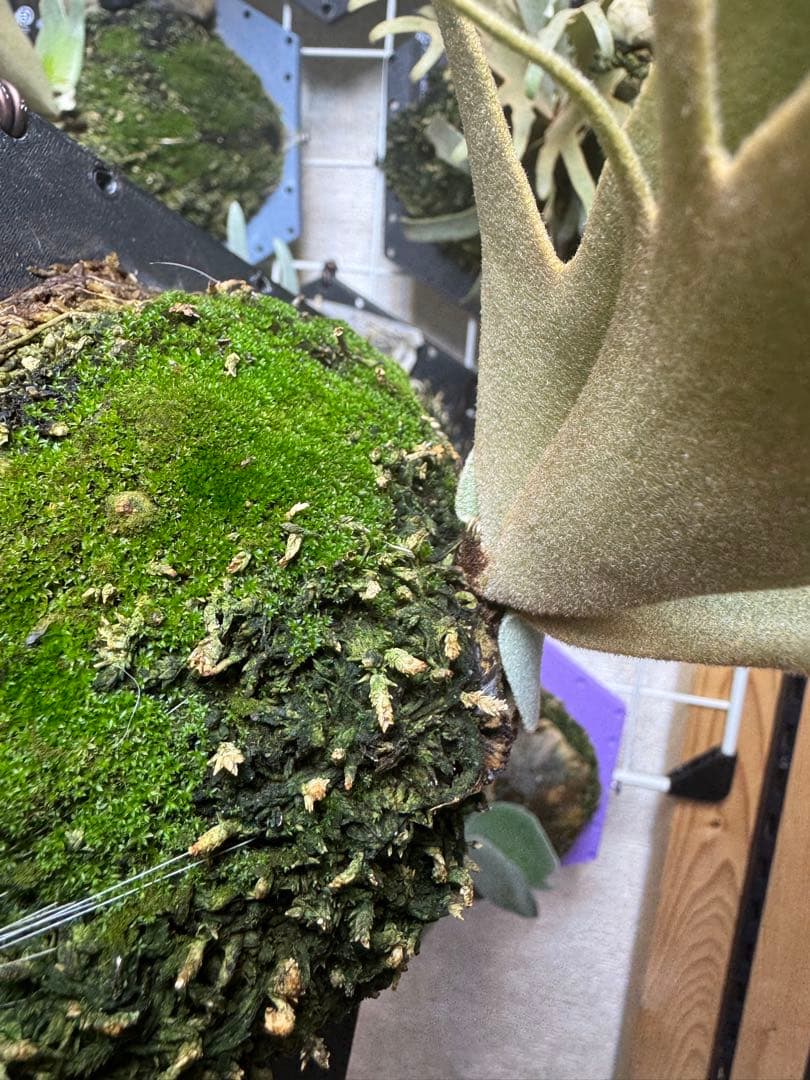 grace willinckii nook dwarf ビカクシダ