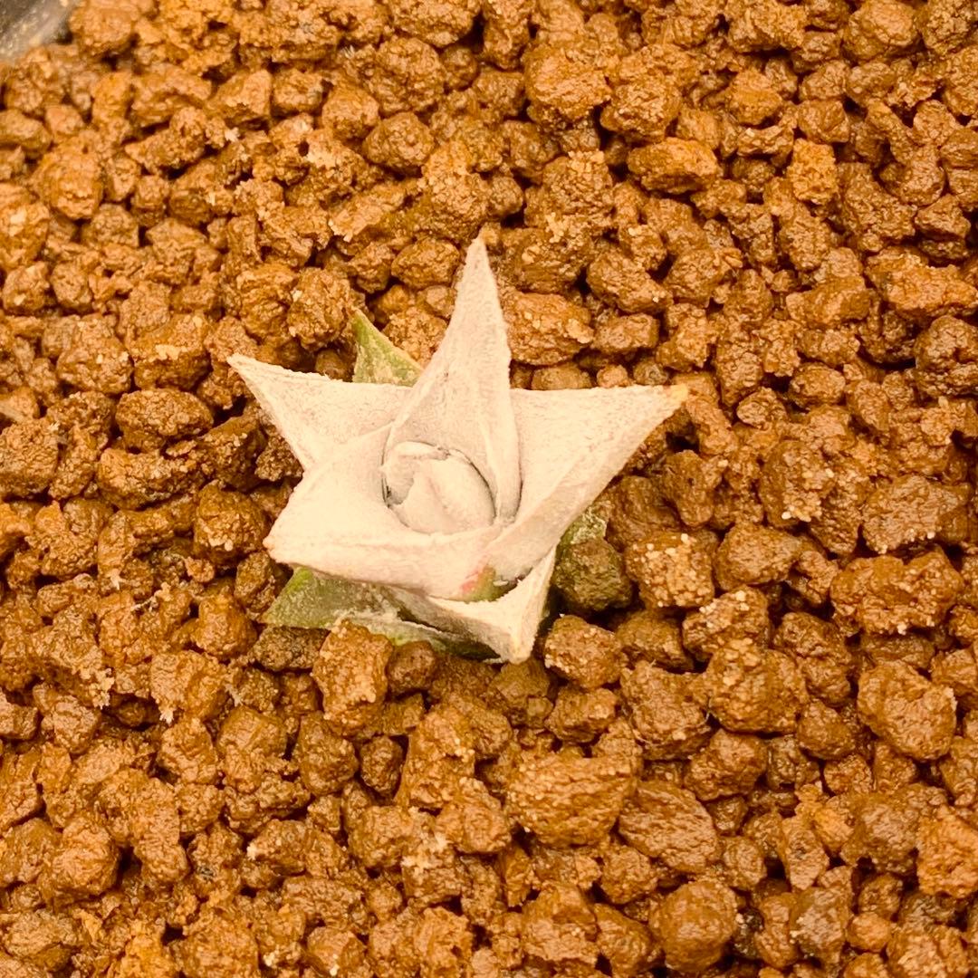 写真2-4枚目！　エンコリリウム　ペディセラツム　多肉植物