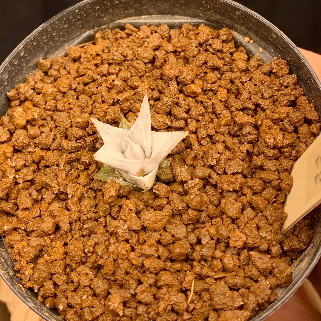 写真2-4枚目！　エンコリリウム　ペディセラツム　多肉植物