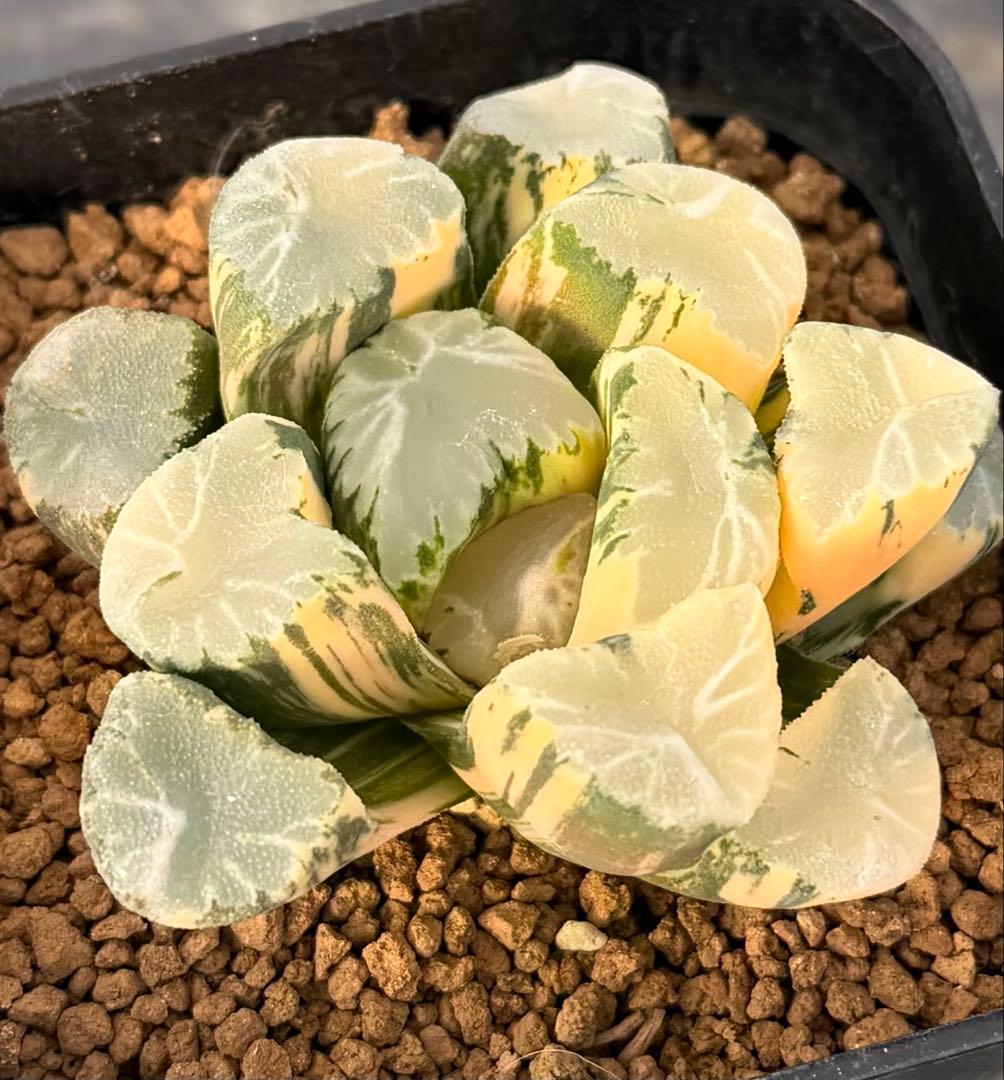 ハオルチア　万象　覇王錦　超極上株