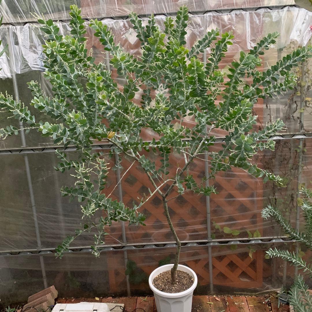 パールアカシア　樹形抜群　大量花芽つき　来春開花　大苗　ミモザ