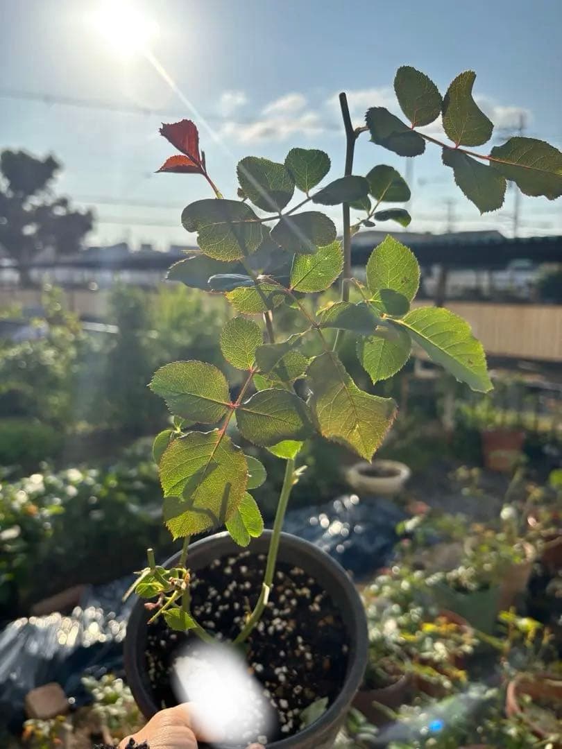 専用　和バラ　バラ苗　2苗