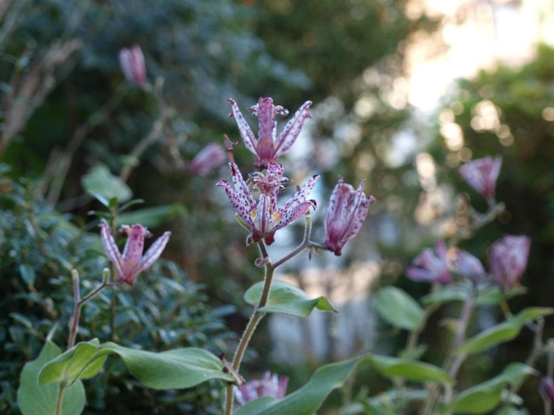 良上品 オリンパス E-520 ボディ 14-42mmレンズセット