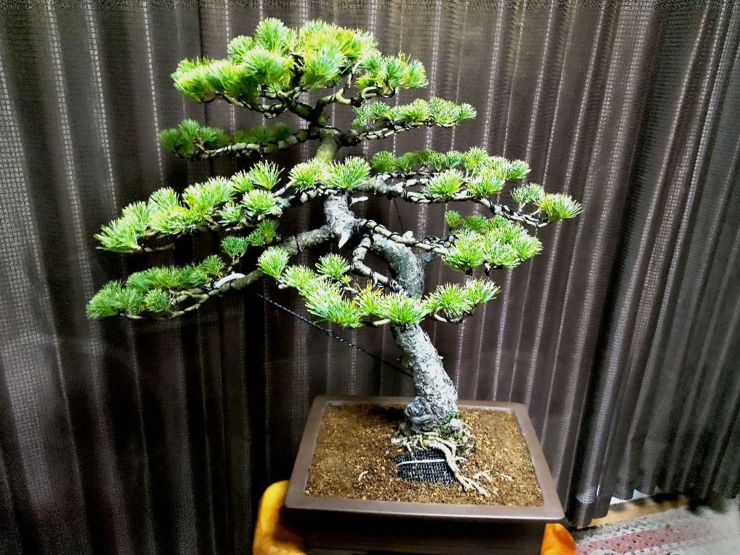 【大品 五葉松盆栽】真柏　　　　⭕吾妻五葉 (短葉)大迫力❗