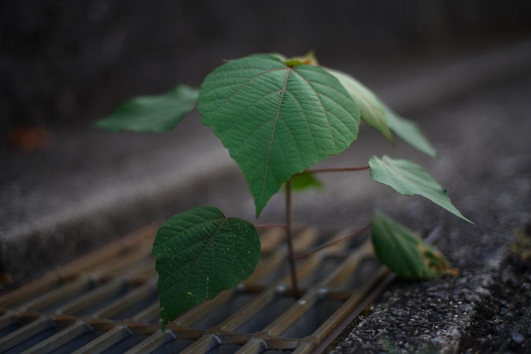 綺麗 Carl Zeiss Planar 50mm F1.7 AEJ C/Y