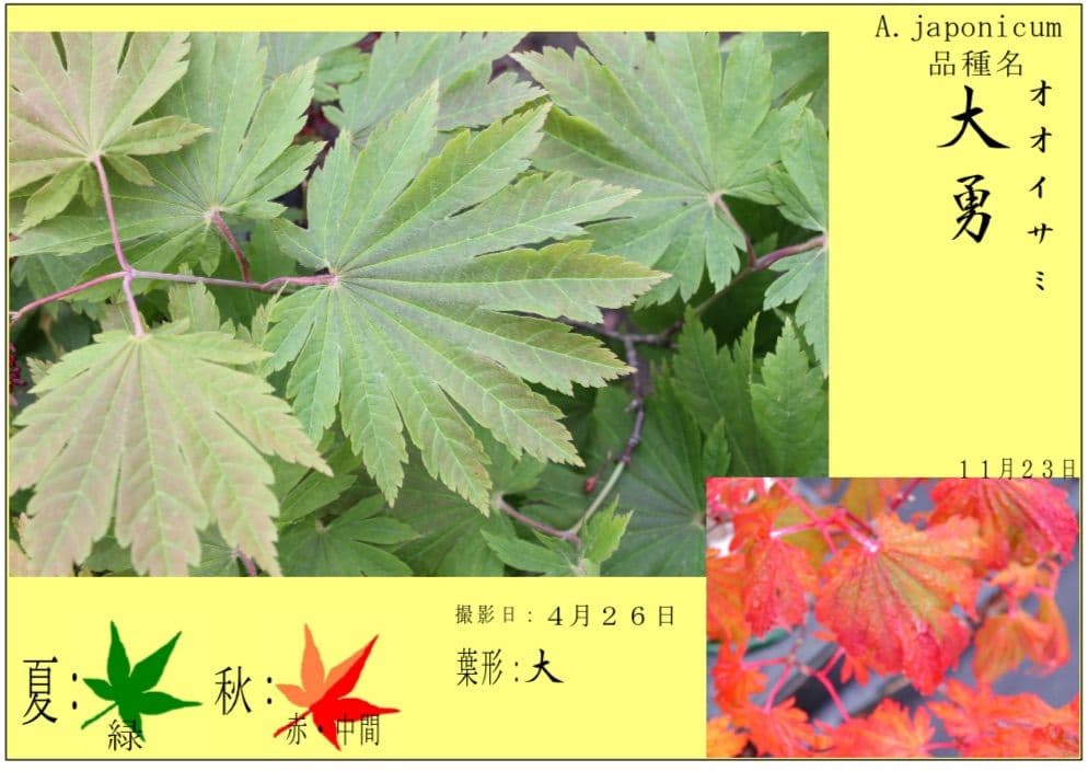 もみじ 接木苗 3本セット｜秋華・竜松院・大勇｜計3株 まとめ売り｜コレクション