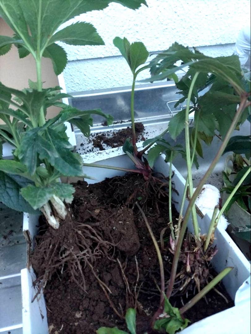 【ぽんぽ】クリスマスローズ苗　訳ありおまとめセット　ゆうゆうメルカリ便